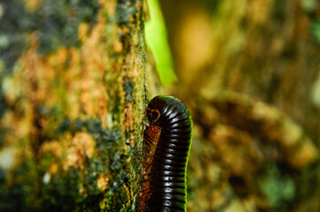 The Seychelles giant millipede on a tree branch (Sechelleptus seychellarum a member of Flatplate Millipedes Family Spirostreptidae)
