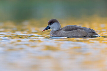 A female red-crested pochard (Netta rufina) swimming and foraging in a colorful pond in the city.
