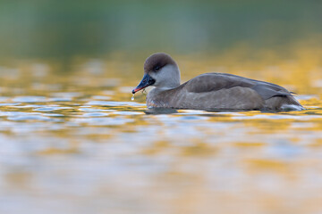 A female red-crested pochard (Netta rufina) swimming and foraging in a colorful pond in the city.