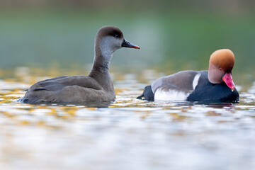 A male and female red-crested pochard (Netta rufina) swimming and foraging in a colorful pond in the city.
