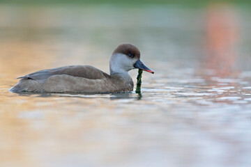 A female red-crested pochard (Netta rufina) swimming and foraging in a colorful pond in the city.