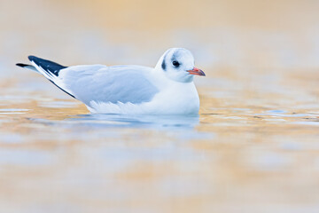 Black headed gull in winter plumage swimming in a pond in the Netherlands.