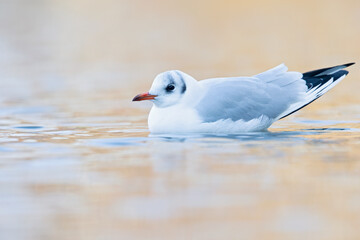 Black headed gull in winter plumage swimming in a pond in the Netherlands.