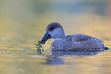 A female red-crested pochard (Netta rufina) swimming and foraging in a colorful pond in the city.