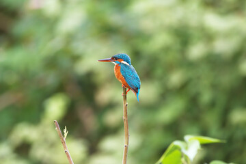 Kingfisher on the branch