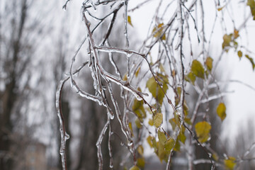 Winter background with frosty and ice-covered birch branches.