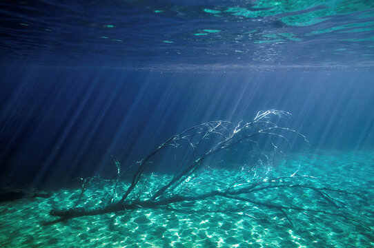 Underwater lake view. Alumine lake, Patagonia, Argentina