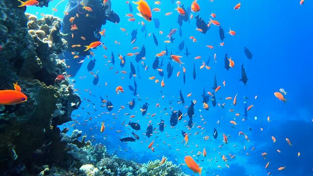 A diver takes pictures of an amazing coral reef and its inhabitants. Underwater photographer. Colorful coral reef with Tropical underwater sea fish. Living Coral reef marine. Diving in Red Sea 