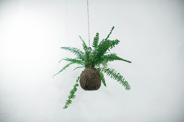 Fern plant in natural kokedama made of soil and peat on the background of a white wall in the...