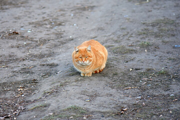 red cat on the ground