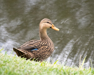 Mottled duck with light and dark brown patterned feathers, light tan neck, yellow beak, and blue wing patch appears smiling as it stands in blurred green grass against gray water.