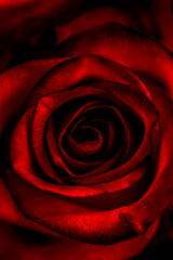 Makro close up on red rose