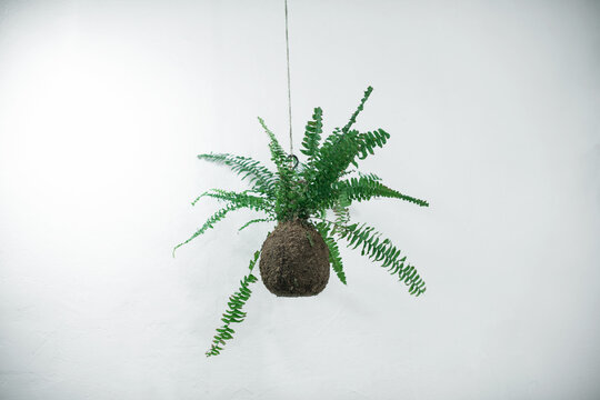 Fern plant in natural kokedama made of soil and peat on the background of a white wall in the Scandinavian style. Minimalism.