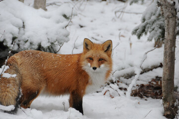 Red Fox stock photos. Fox Image. close-up profile view in the winter season with falling snow in its environment and habitat with snow and tree background displaying bushy fox tail, fur.