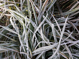 Magnificent winter droplets. Green grass is glazed frost and captured in time.