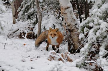 Red Fox stock photos. Fox Image. Picture. Portrait. Red fox close-up profile view in the winter season in its environment and habitat with birch trees background displaying bushy fox tail, fur.