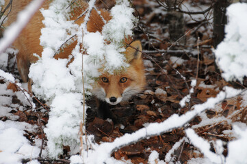 Red Fox stock photos. Fox Image. Picture. Portrait. Red fox head shot close-up profile view looking...