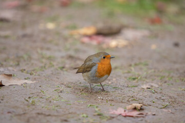 A bird and leaves on the ground, little bird
