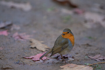 A bird and leaves on the ground, little bird
