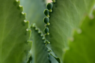 aloe vera plant green macro leaves closeup