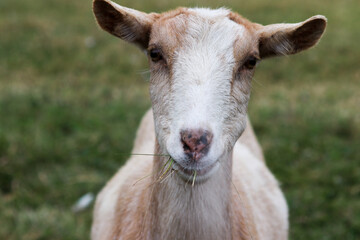Goat Smiling and Eating Grass