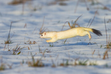 Hermelin (Mustela erminea) im Winterfell