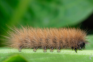 Ruby Tiger moth (Phragmatobia fuliginosa) caterpillar crawling on a green leaf. Macro shot.