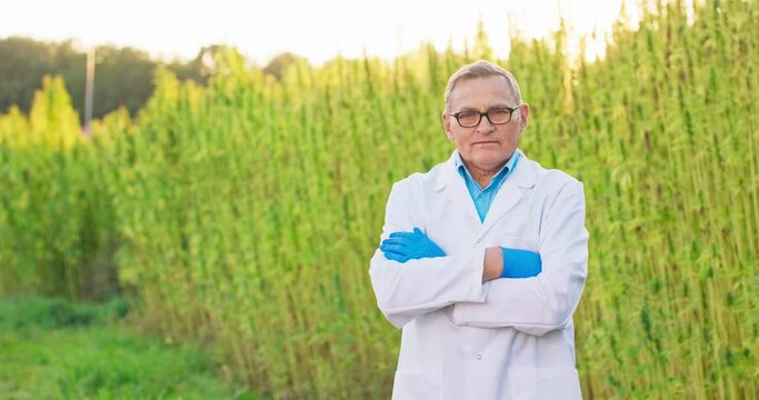 Portrait of a scientist crossing his arms over his chest after checking and analyzing cannabis plants. Concept of herbal alternative medicine, cbd oil, pharmaceutical industry.