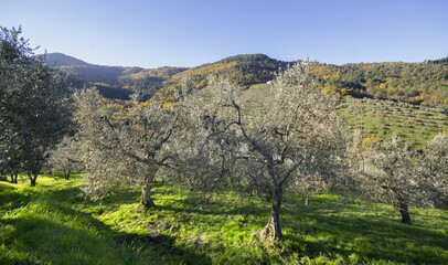 olive trees in the mountains on autumn, in Tuscany land