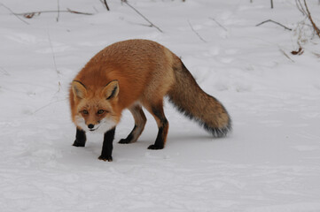 Red Fox stock photos. Red fox looking at camera in the winter season in its environment and habitat with snow background displaying bushy fox tail, fur. Fox Image. Picture. Portrait