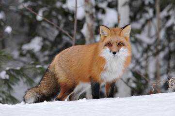 Red Fox stock photos. Red fox looking at camera in the winter season in its environment and habitat with blur tree background displaying bushy fox tail, fur. Fox Image. Picture. Portrait