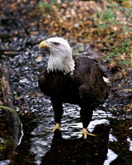 Bald Eagle Stock Photos. Bald Eagle in the water displaying its body, head, eye,beak, talons with a water and foliage blur  background  in its habitat and environment. Image. Picture. Portrait.
