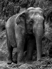 elephant in the zoo - B&W