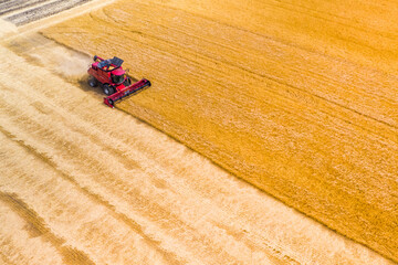 red harvest combine harvests wheat at sunset. grain preparation. wheat in the field. drone...