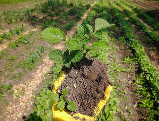 
transplanting potato plants in the field