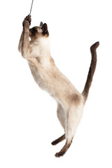 The cat stands on its hind legs on a white background.