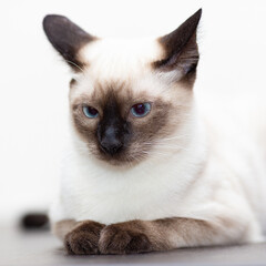 Portrait of a Thai cat, muzzle with pressed ears close-up.