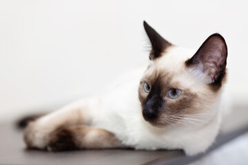 The Thai cat's portets, which lies on a dark wooden table