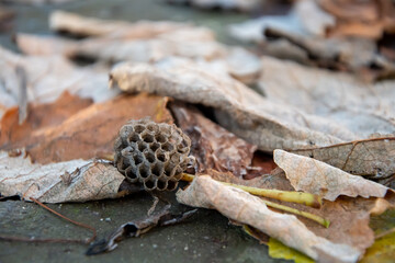 Autumn dried leaves and a wasp hive fallen on the ground