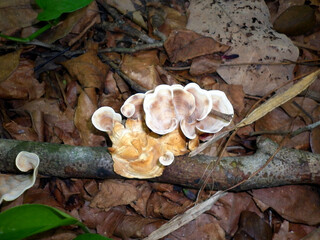 Light brown mushroom on dead tree branch in the forest flour