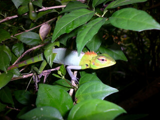 Close up of Rare gray and green color lizard on tree branch