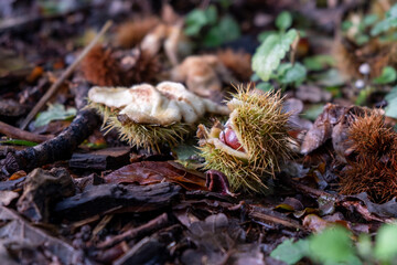 Seed of horse chestnut tree, a shiny conker on the forest woodland floor.