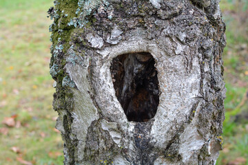 Fototapeta premium Tree cavity, close up in nature