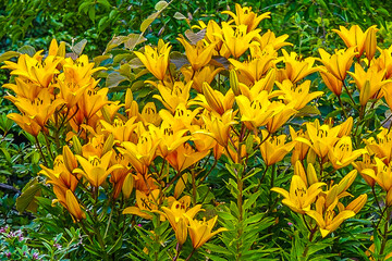 Yellow Flowers