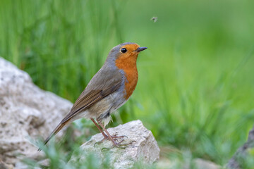 Rotkehlchen (Erithacus rubecula)