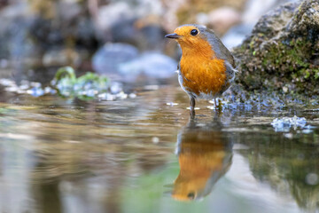 Rotkehlchen (Erithacus rubecula)