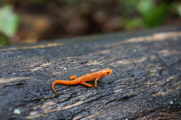 Red spotted newt on a wet log