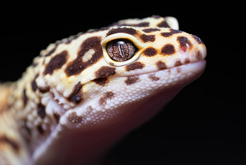 Head close up of a Leopard gecko (Eublepharis macularius) with black background.