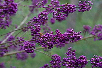 Perles de l'arbuste aux bonbons ou callicarpe - France