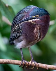 Green Heron Stock photo.  Green Heron close-up profile perched with bokeh background. Picture. Image. Photo. Portrait.